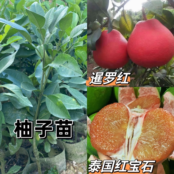 柚子苗泰国红宝石青柚 暹罗红柚营养杯嫁接苗包邮