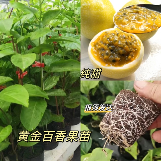 黄金百香果纯甜无酸爬滕植物盆栽地栽阳台种植