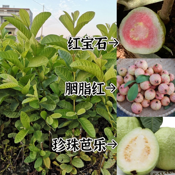 珍珠番石榴 红宝石番石榴 胭脂红苗带营养杯好种植