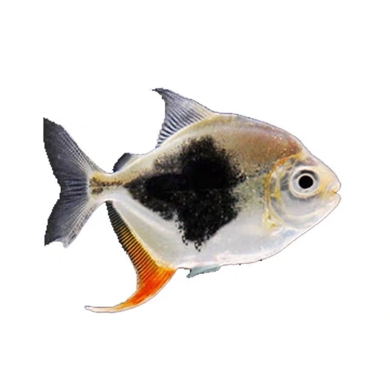 黑桃A粗线虎纹银板红龙鱼金龙鱼活鱼混养龙鱼群游好养热带观赏鱼