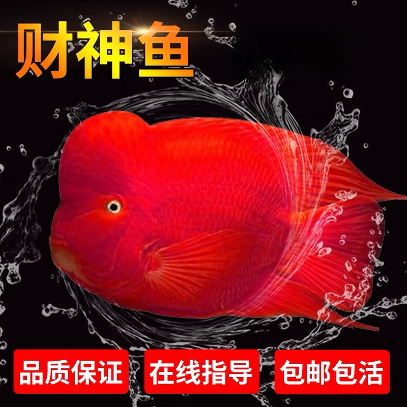 起头鹦鹉鱼爆头大头血红财神鱼热带观赏鱼发财风水招财元宝精品鱼