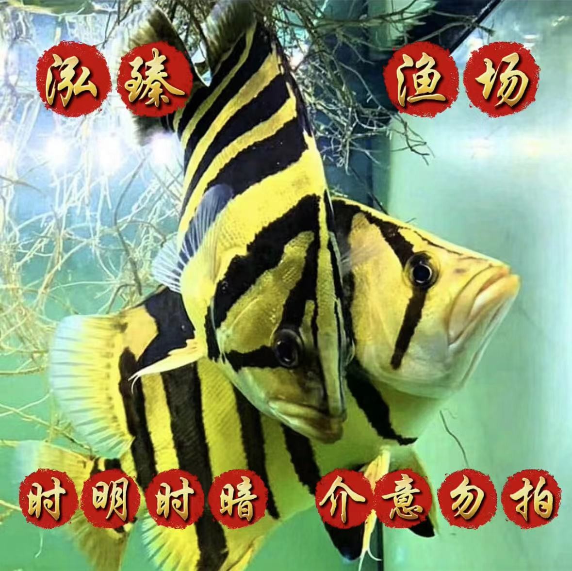 印尼四纹虎苏虎热带观赏鱼活体（品相直播间选鱼为准）放漏链接