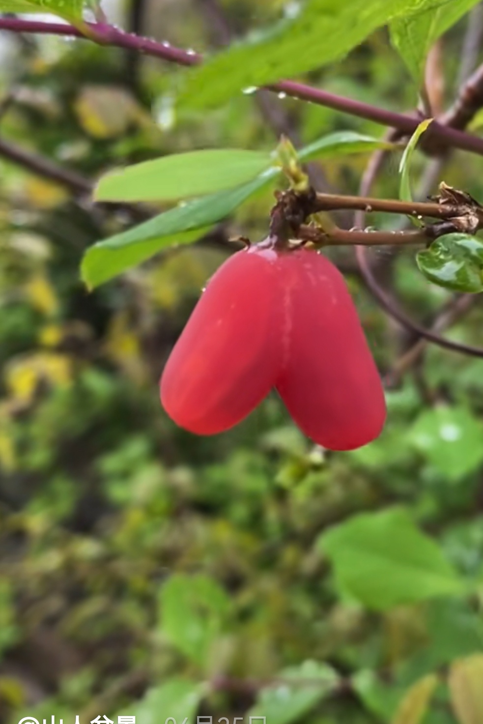 爱心果盆景素材一物一拍