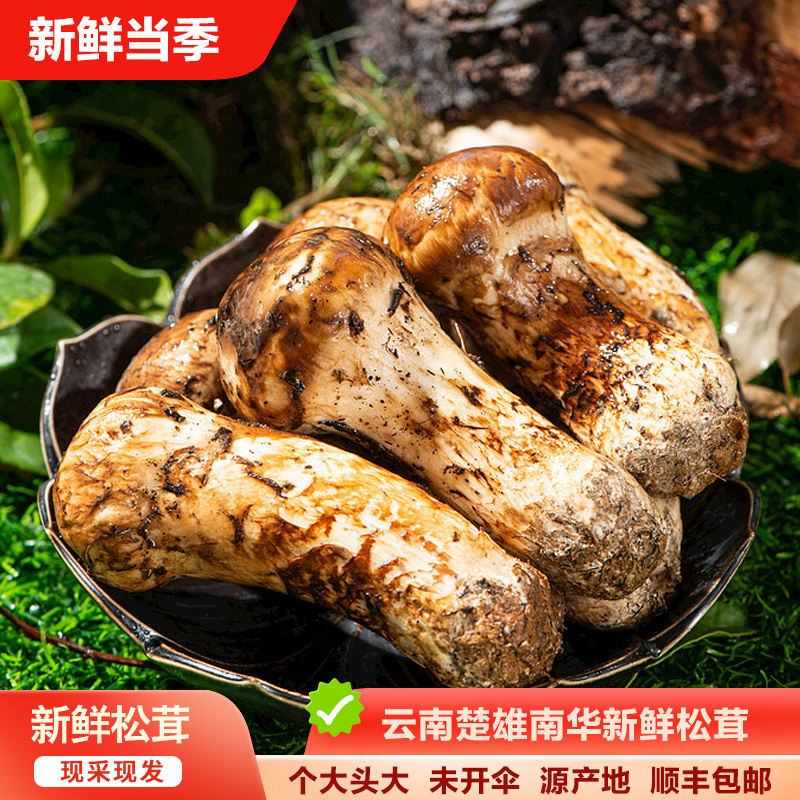 【云南楚雄新鲜松茸】顺丰冷链48小时直达500g1000g