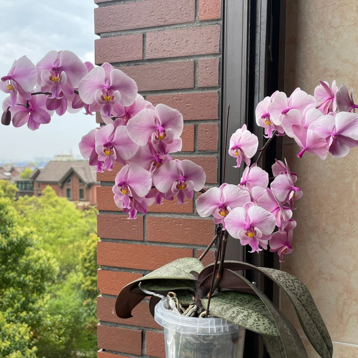 原生种蝴蝶兰八寸加高桶西雷丽‘爱丽丝’