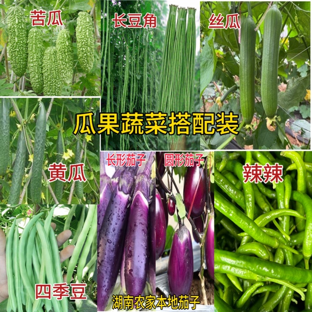 湖南衡阳耒阳农家辣椒黄瓜丝瓜苦瓜茄子豆角搭配装农村辣椒新鲜