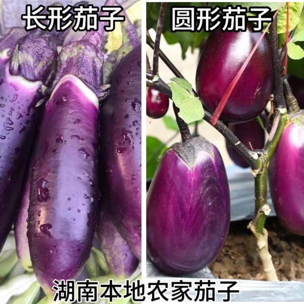 湖南本地农家露天种植茄子长形茄子圆形茄子新鲜发货