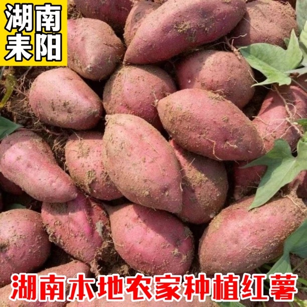 湖南农家红薯恩施新鲜老品种番薯高山地瓜苕白心板栗薯自留种红薯