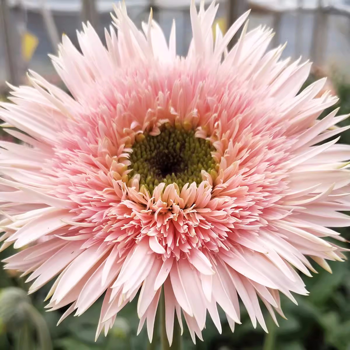 【非洲菊、弗朗花】色彩斑斓家庭鲜花瓶插花（店内任意三单包邮）