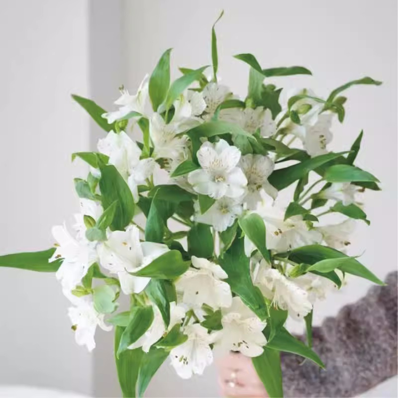 【水仙百合】六出花婚庆手捧花束鲜花（店内任意三单包邮）