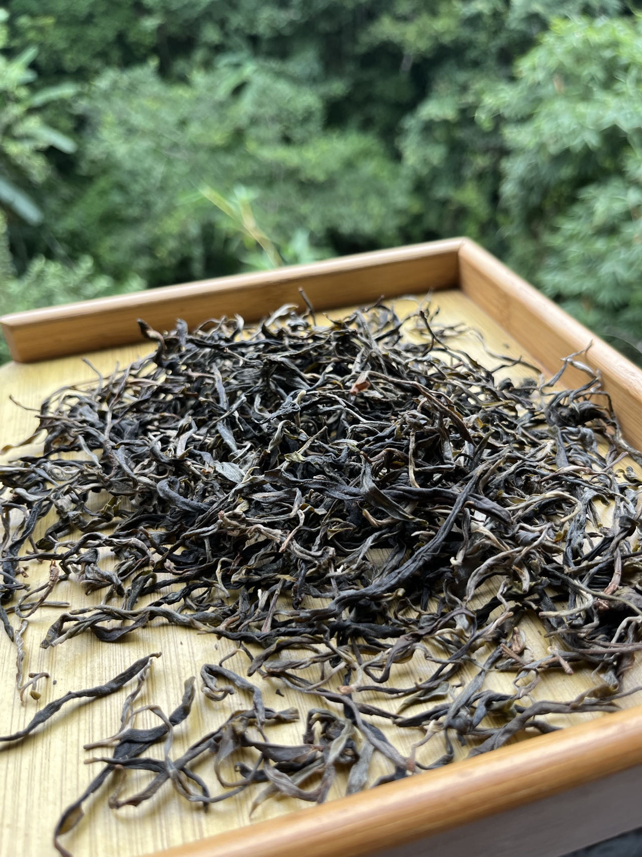 MKD17冰岛坝歪2021年头春生茶