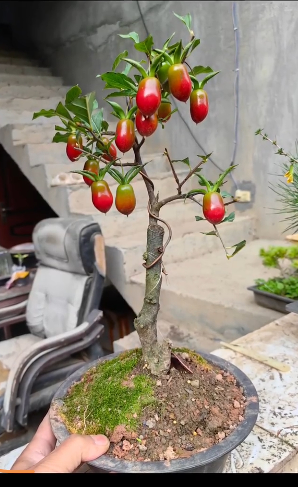 老鸭柿直播专用付款