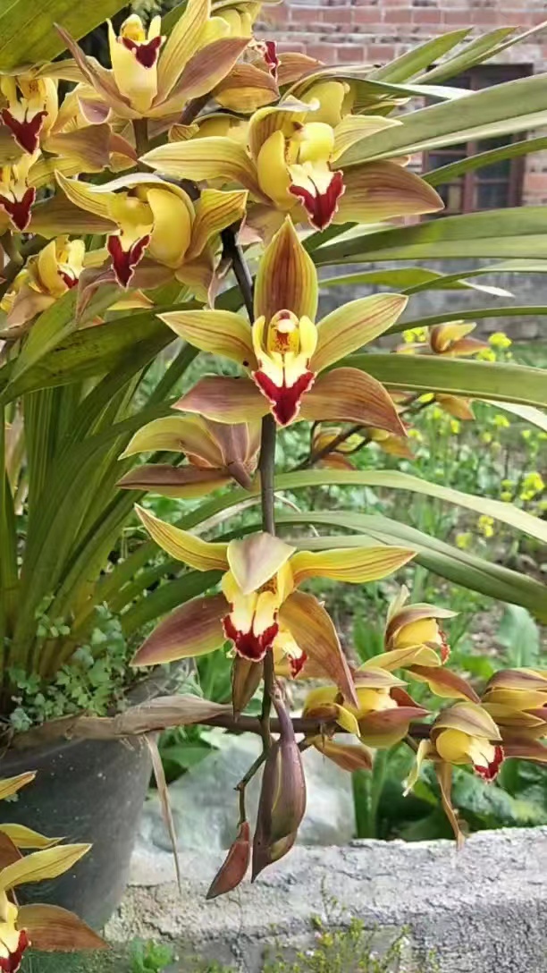 云南高山香花虎头（一物一拍）