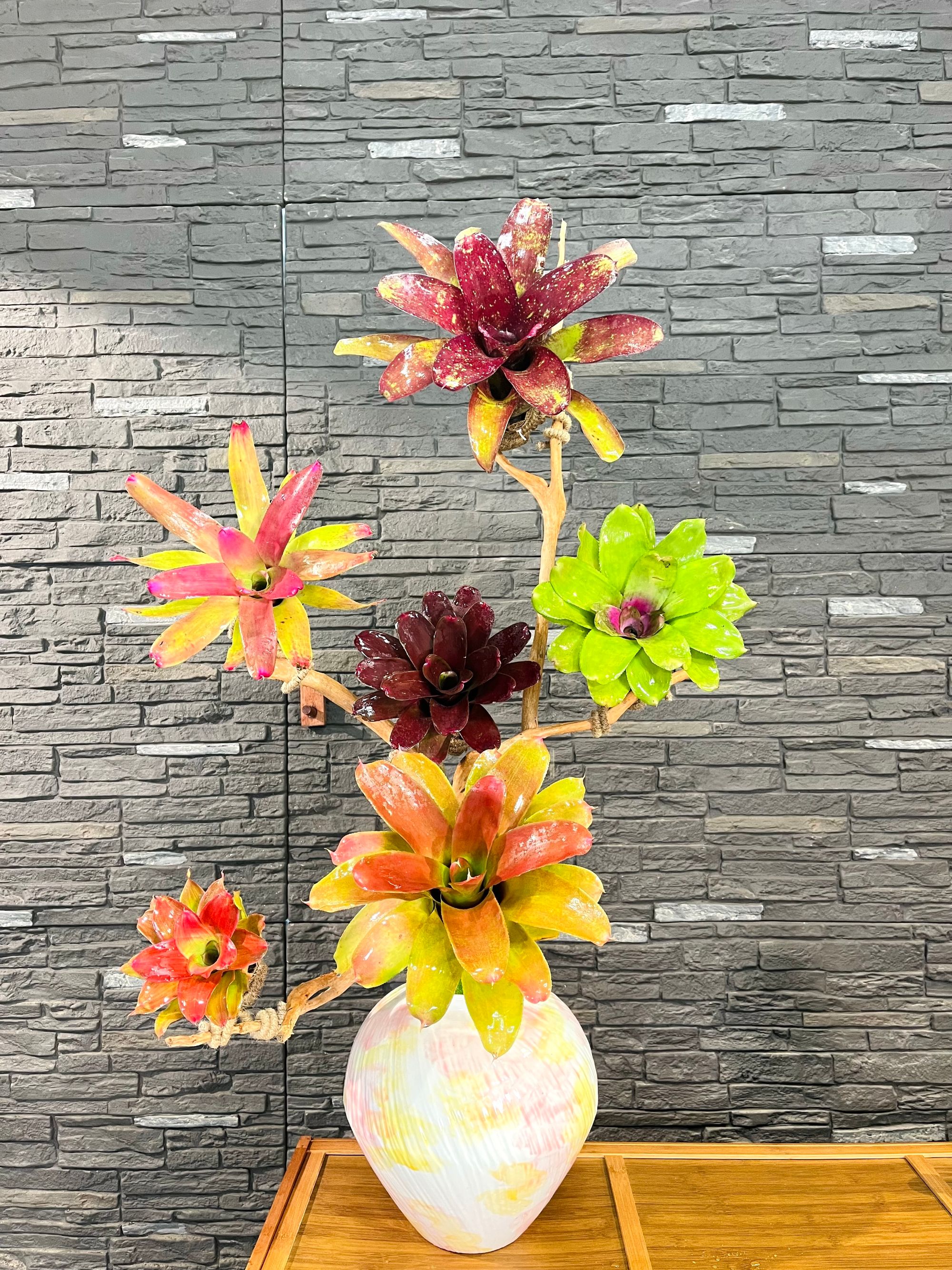 【大桌面】积水凤梨高端设计盆栽（图片仅供参考实物以在直播间为主）