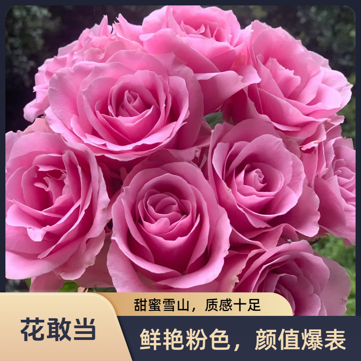 【花敢当】甜蜜雪山玫瑰  家用生活鲜花 云南鲜花 基地顺风发货