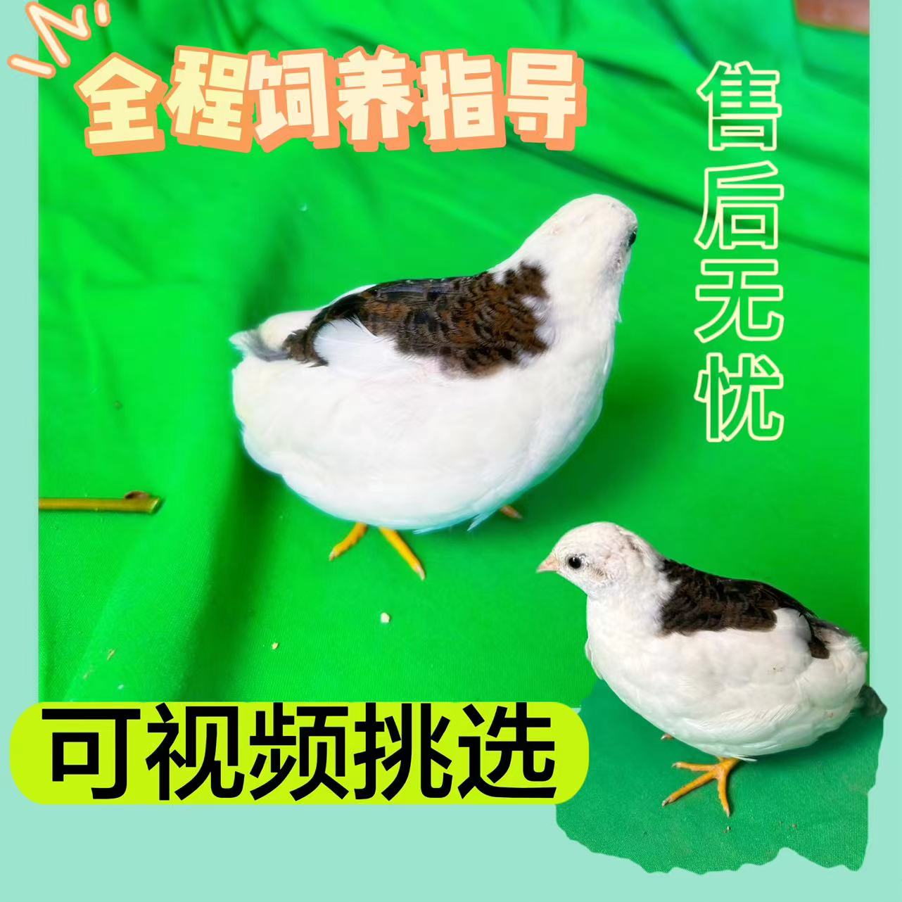 网红芦丁鸡宠物鸡全色系活鸡鸡肉40-60天成年鸡