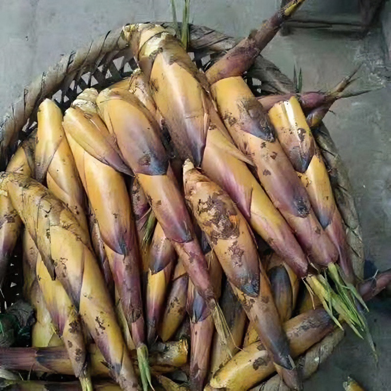 四川苦竹笋新鲜带壳送盐酸菜泸州叙永现货野生天然食品晚餐