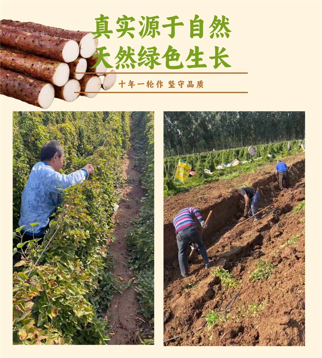 2025年新挖温县正宗垆土地铁棍山药--寒冬送温暖