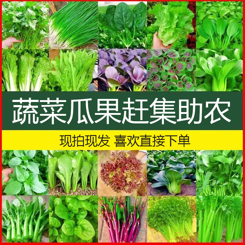 赶集助农蔬菜类新鲜现秤现卖