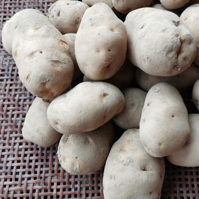 【蔬菜】本地马尔科土豆（约500g）/份