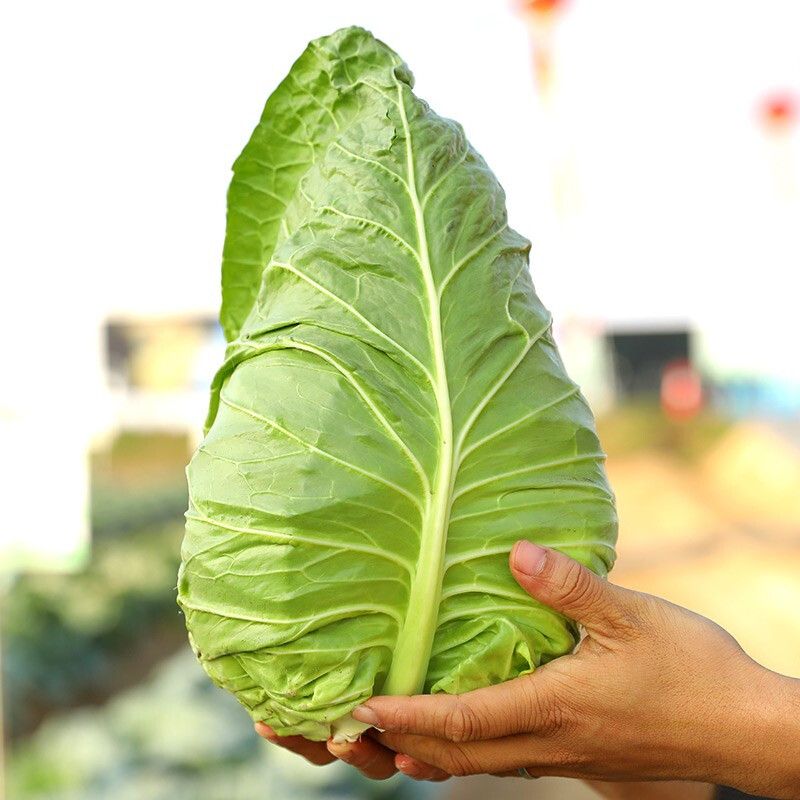 【蔬菜】牛心包菜卷心菜      约1000g±50g
