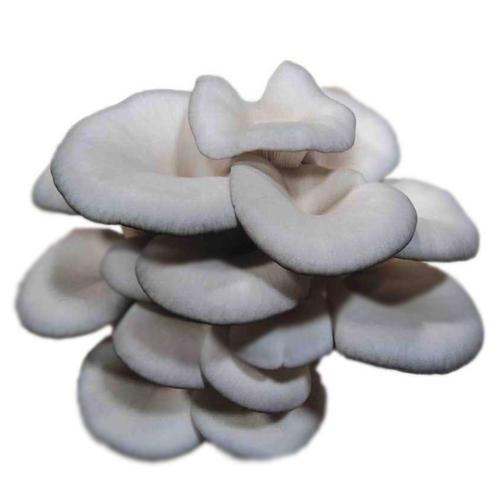 【蔬菜】平菇（约250g）/份