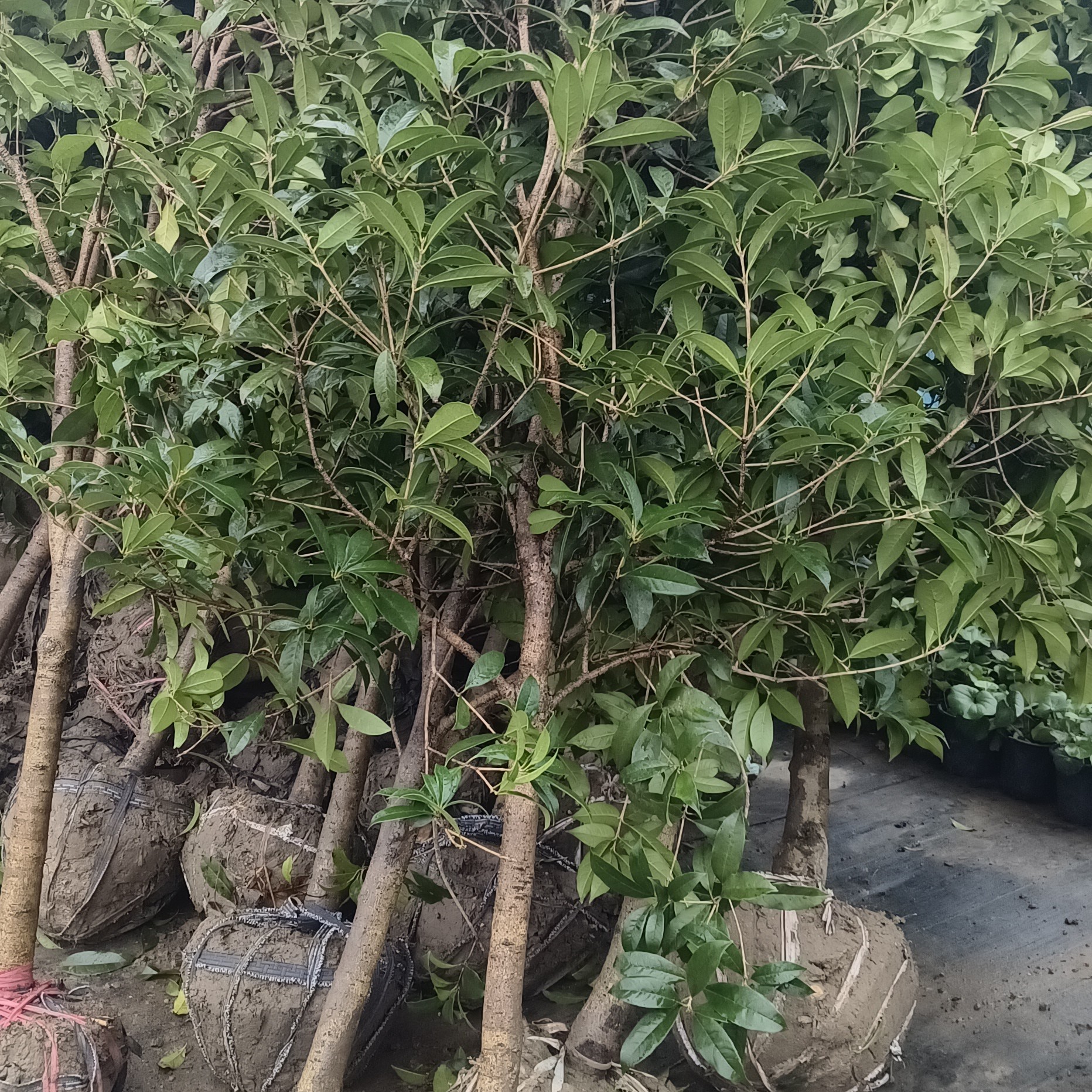 精品金桂花出售，喜欢的加关注，感谢支持！