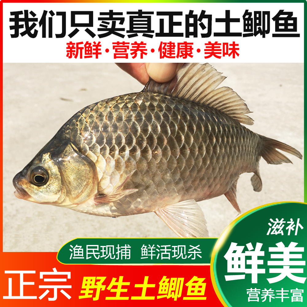 【顺丰冷运】特大号鲫鱼3斤装共4条 每条7~9两 白鳞土鲫鱼 大江大湖