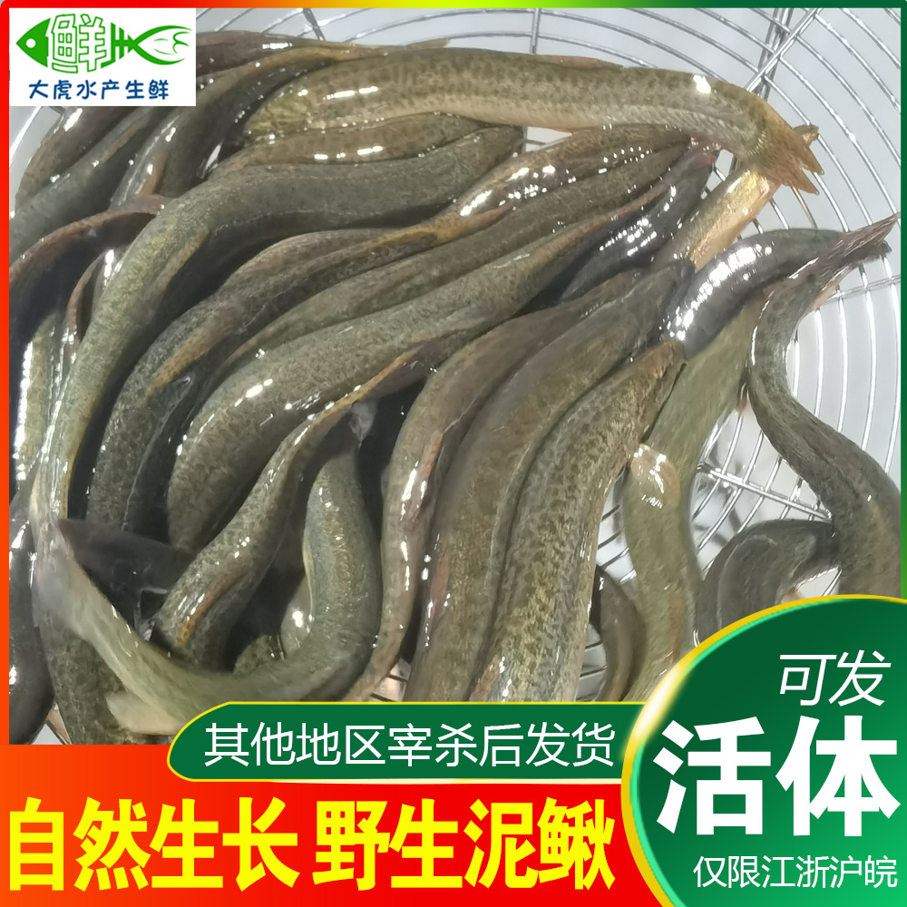 （活发）中大号野生圆鳅青鳅 每斤16-20条 农村正宗土泥鳅 渔民现捕