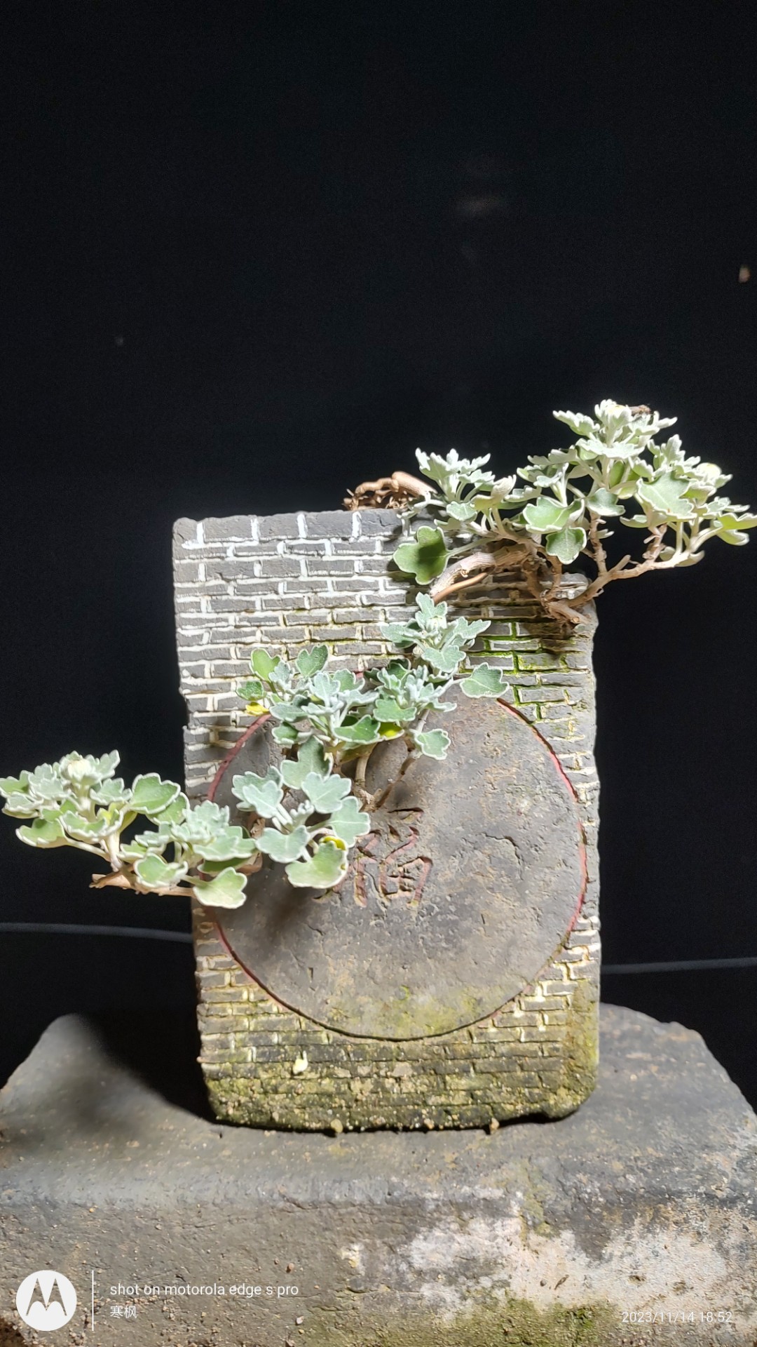 盆景菊花苗保证品种木本菊枝干多年生盆栽鲜花满15或两件自动包邮