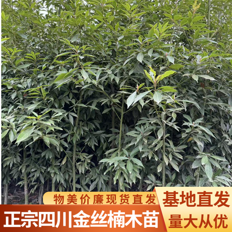 正宗四川金丝楠木苗