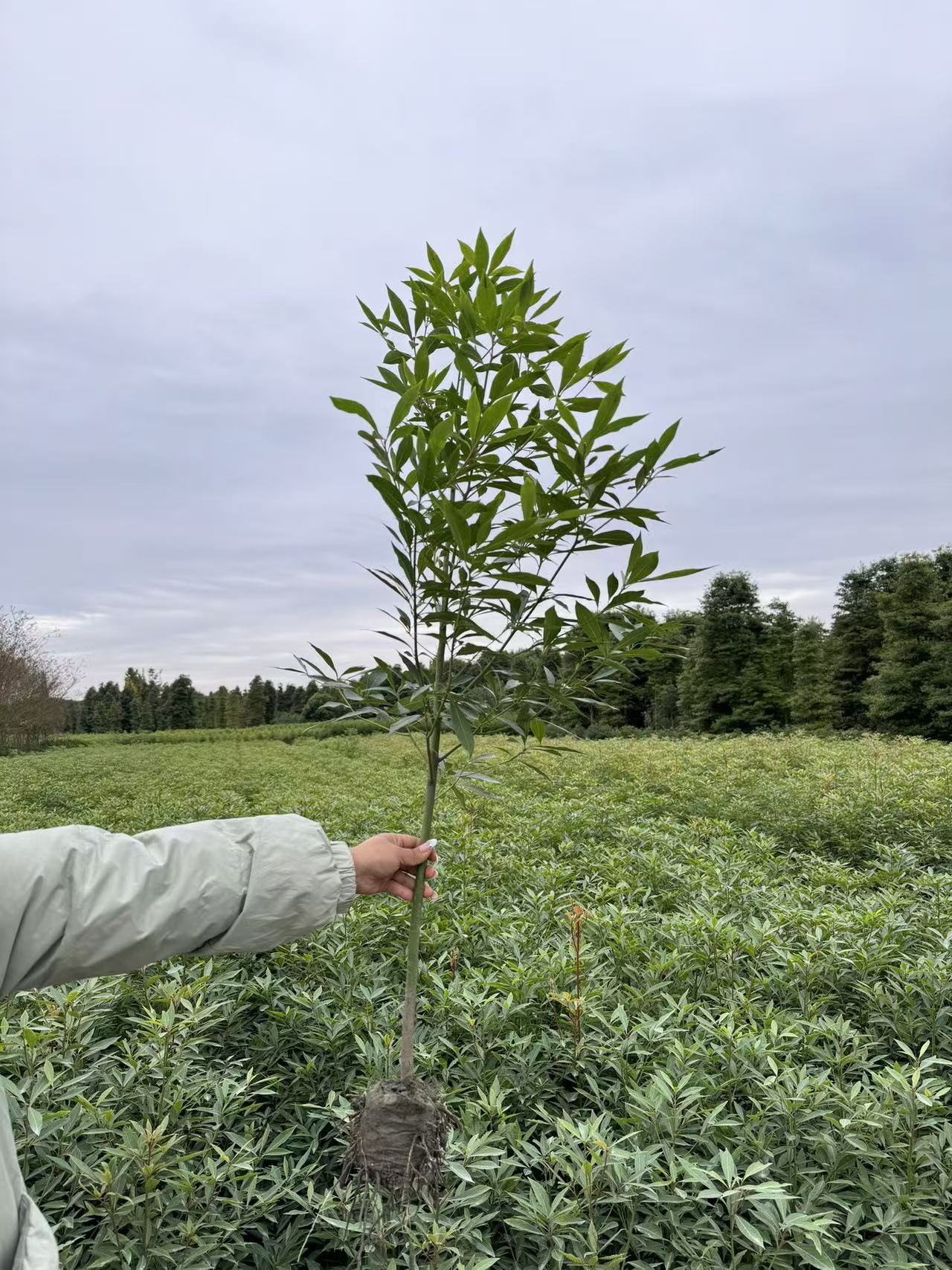 正宗四川金丝楠木苗[卓跃花卉苗木]