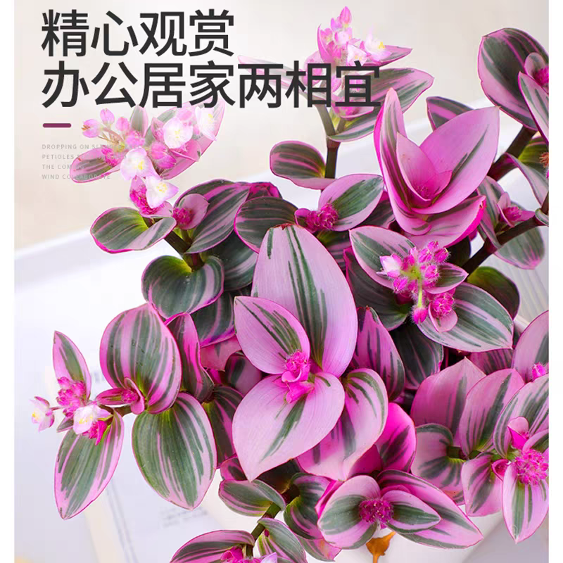婚礼油画吊兰盆栽兰锦紫兰露阳台室内办公桌水培植物好养金边吊兰