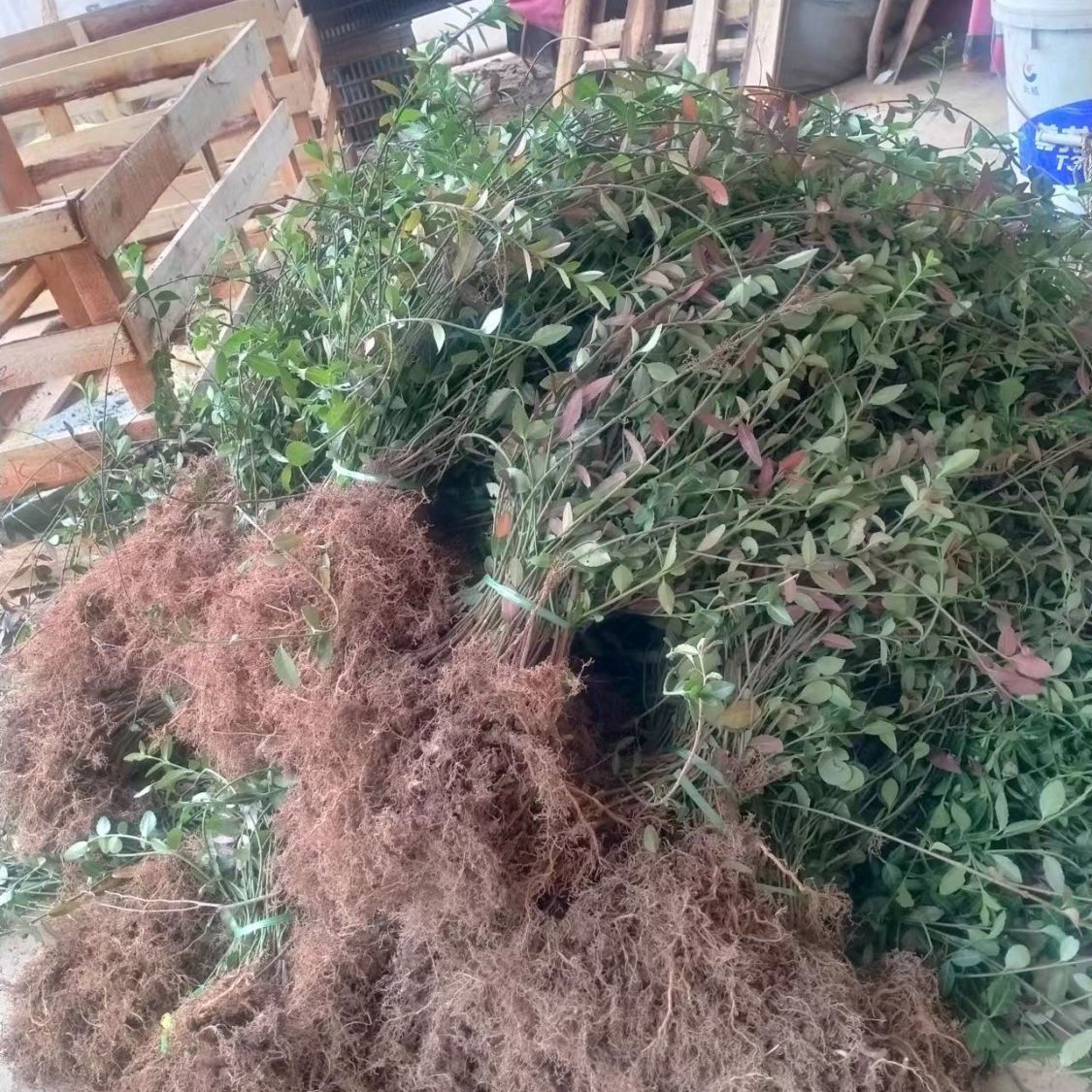 超耐寒可垂直爬藤花卉小叶扶芳藤滕攀绿植四季常青可护坡绿化