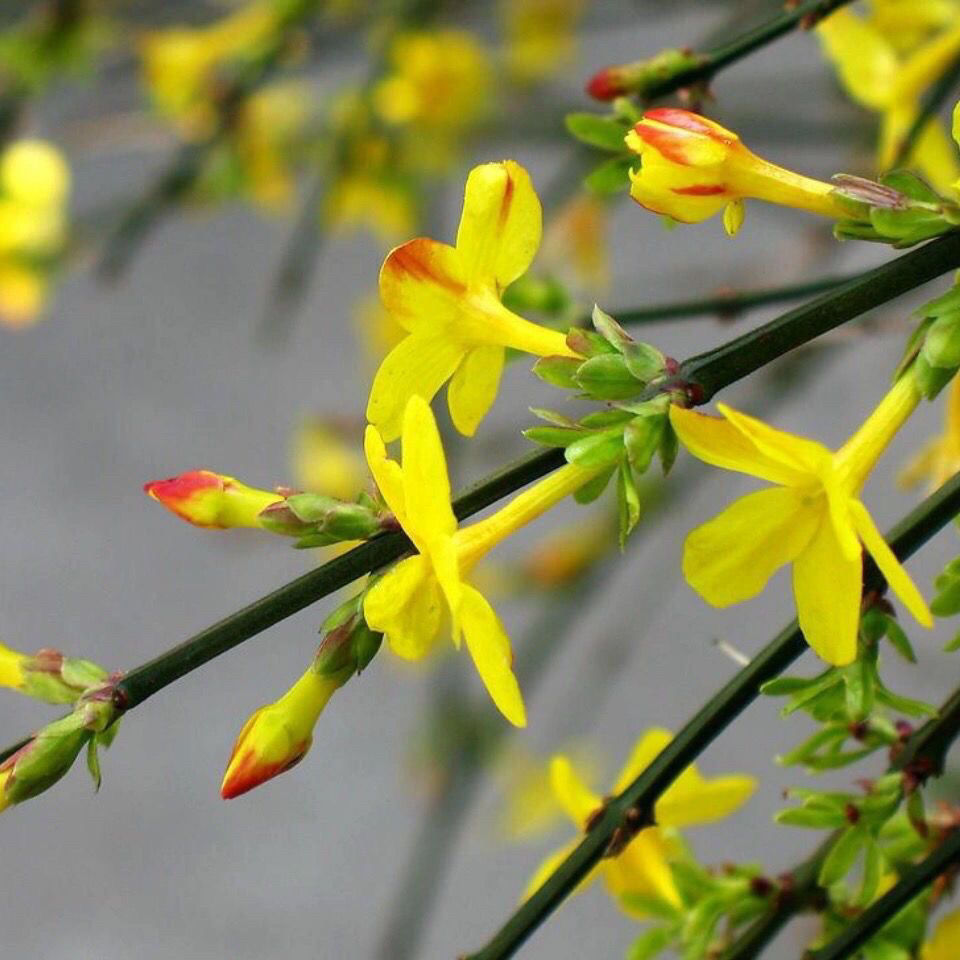 迎春花苗垂吊攀援花卉迎春花树苗庭院绿蓠地载耐寒连翘花苗绿化苗