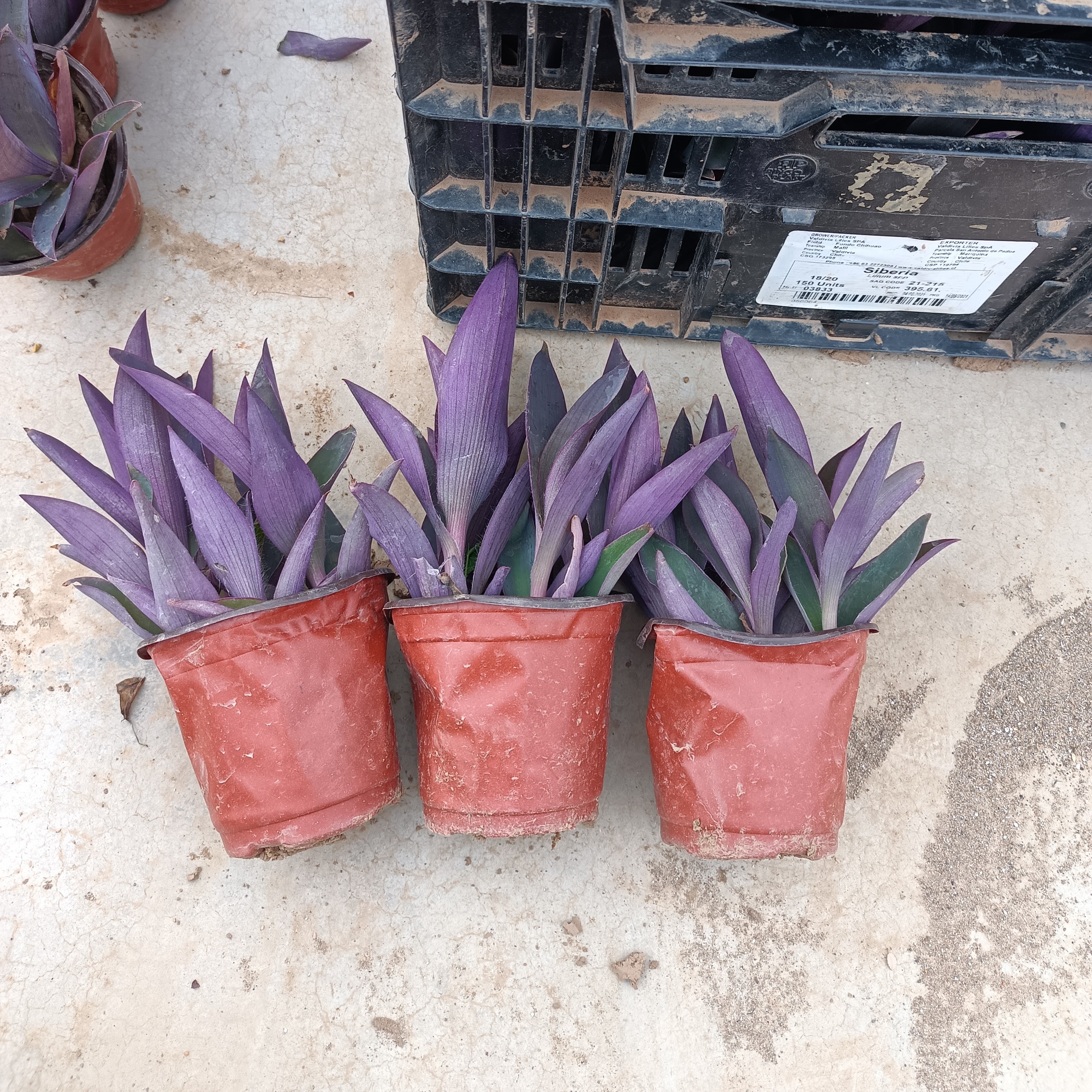 紫竹梅盆栽花苗室内庭院花卉植物盆栽紫色吊兰紫罗兰好养金边吊兰