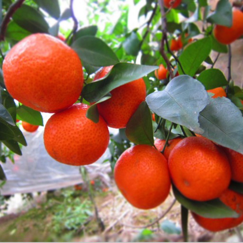 东方红桔苗  美国糖橘苗  砂糖橘  口感甜 容易挂果