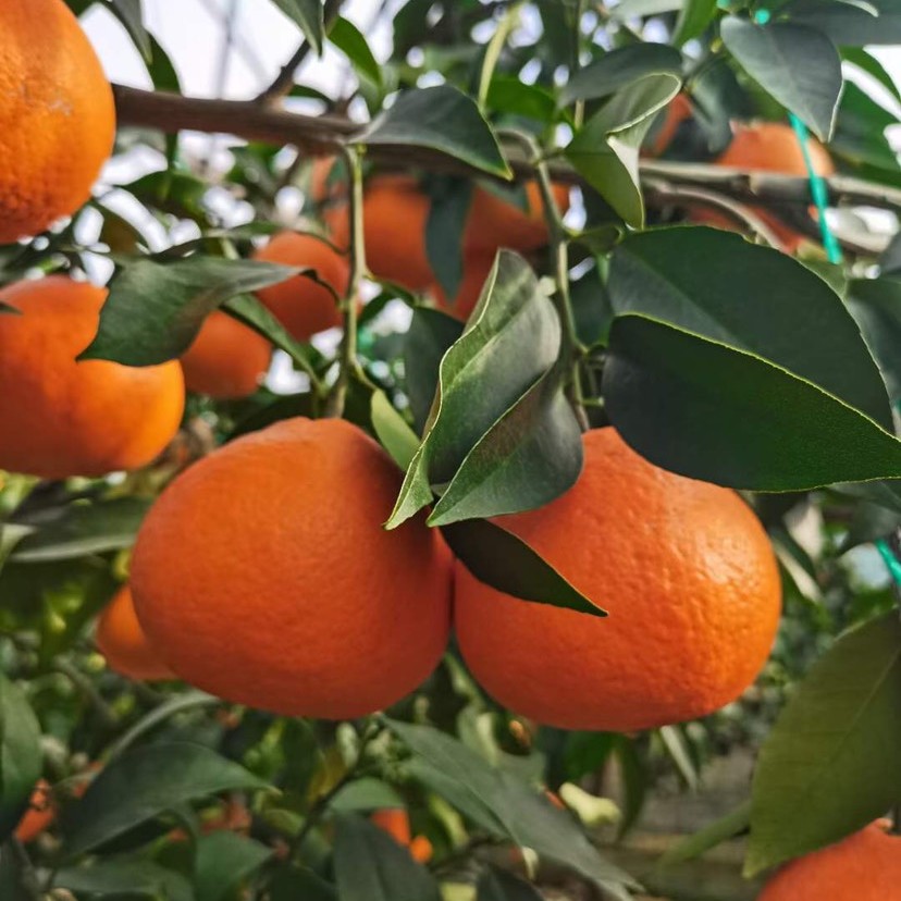 红美人柑橘苗 爱媛果冻橙苗 爱媛38 10月成熟 