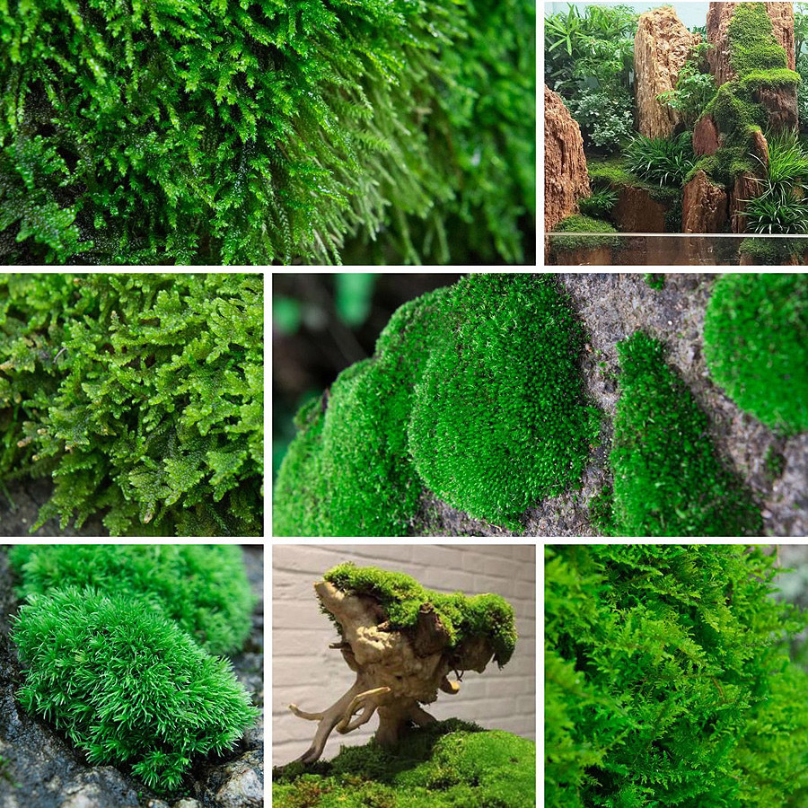 鲜活苔藓微景观植物盆景盆栽白发藓假山草造景材料