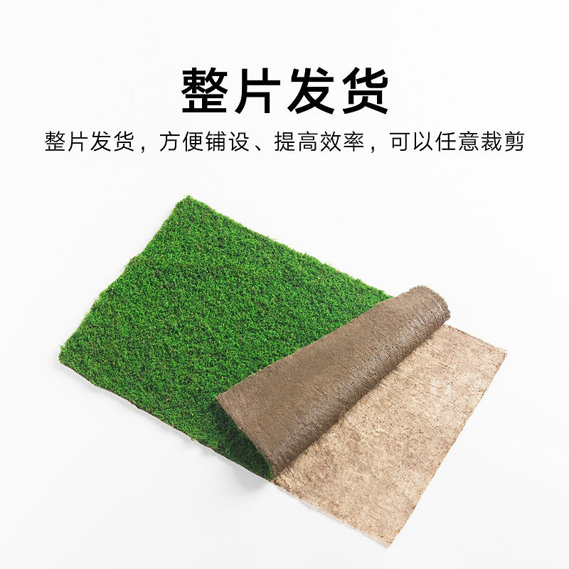 苔藓人工培育短绒藓鲜活微景观植物纱布小灰藓盆景庭院造景青苔