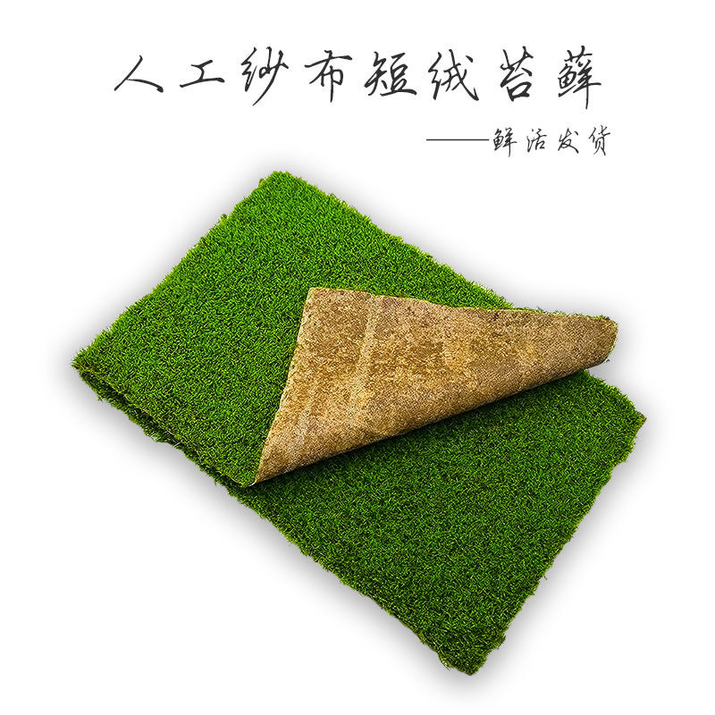 鲜活人工培育纱布短绒苔藓微景观盆景庭院造景雨林水陆缸铺面草皮