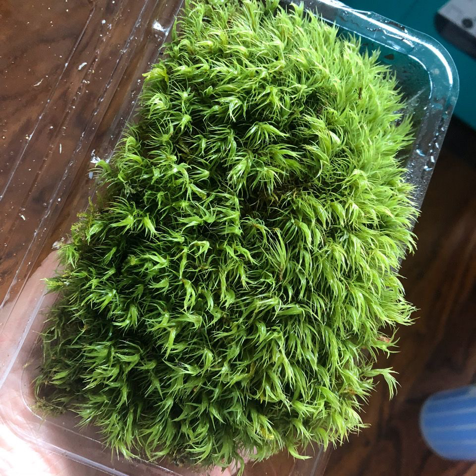 活苔藓景观羊绒藓曲尾藓盆景铺面假山造景水陆缸造景植物青苔种子
