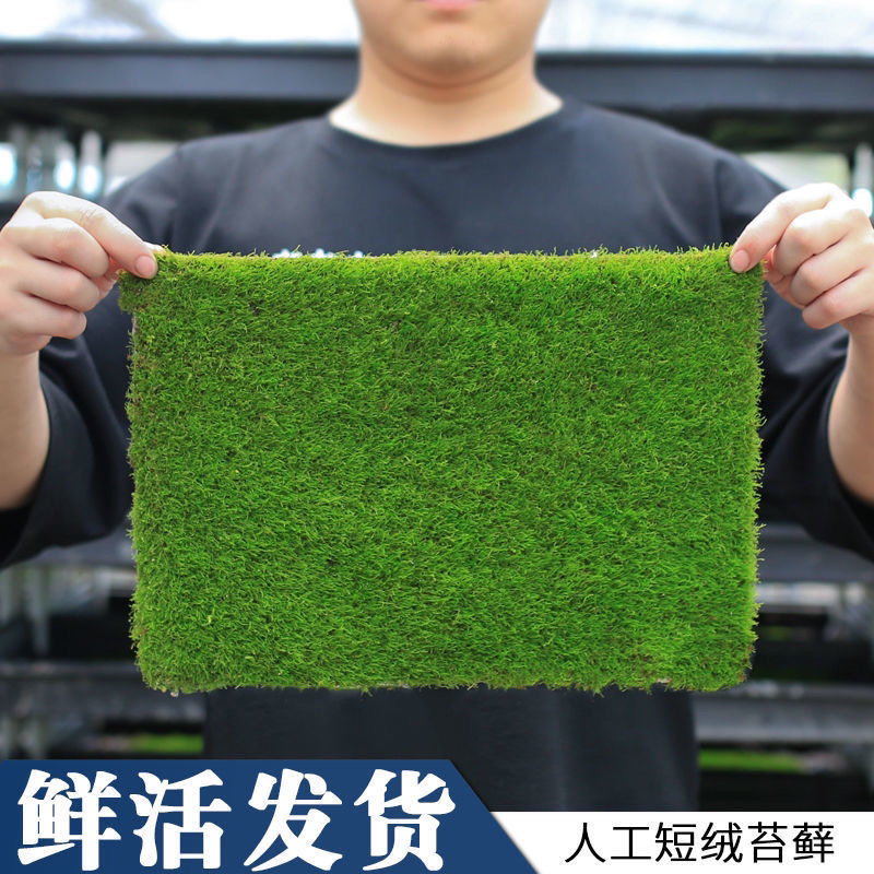 人工培育鲜活纱布苔藓庭院造景吸水石青苔盆栽植物短绒苔藓盆景