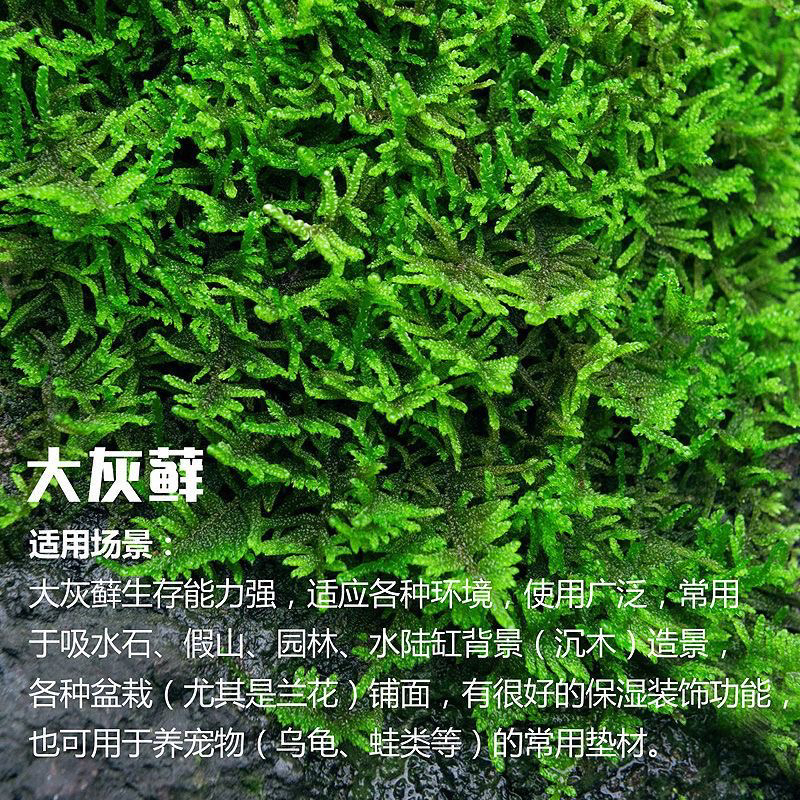 鲜活大灰藓假山苔藓绿植物微景观盆栽水陆缸雨林龟缸兰花铺面青苔