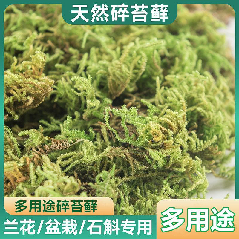 天然青苔干苔藓蝴蝶兰石斛种植营养苔乌龟垫材