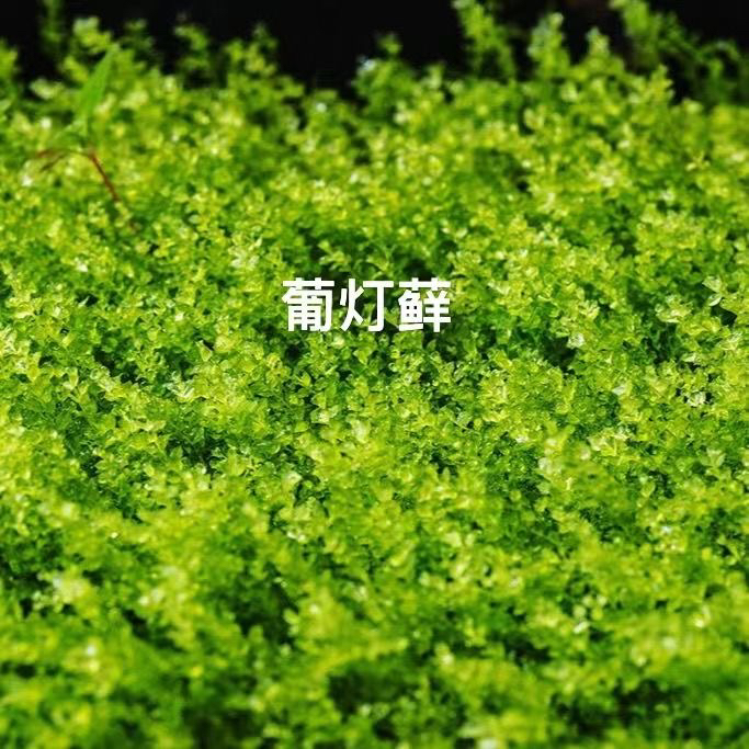 蒲灯苔藓人工纱布短绒藓雨林缸水陆缸花盆铺面造景苔藓