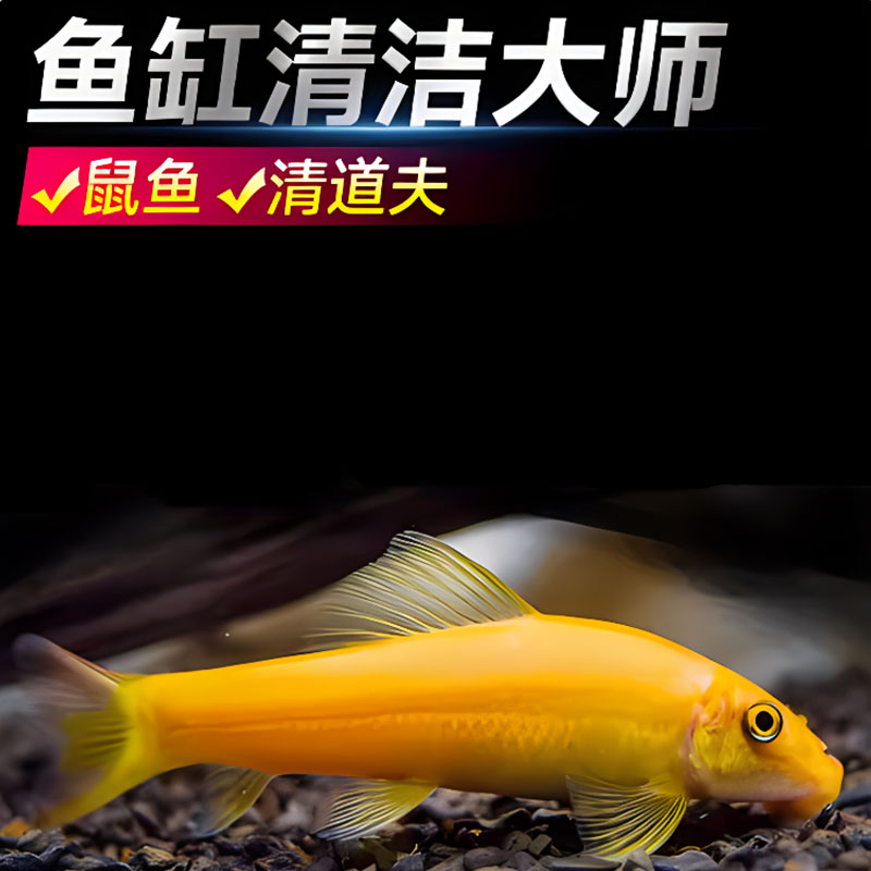 金苔鼠鱼观赏鱼活体清苔垃圾除藻混养热带工具清洁草缸饲养发货底