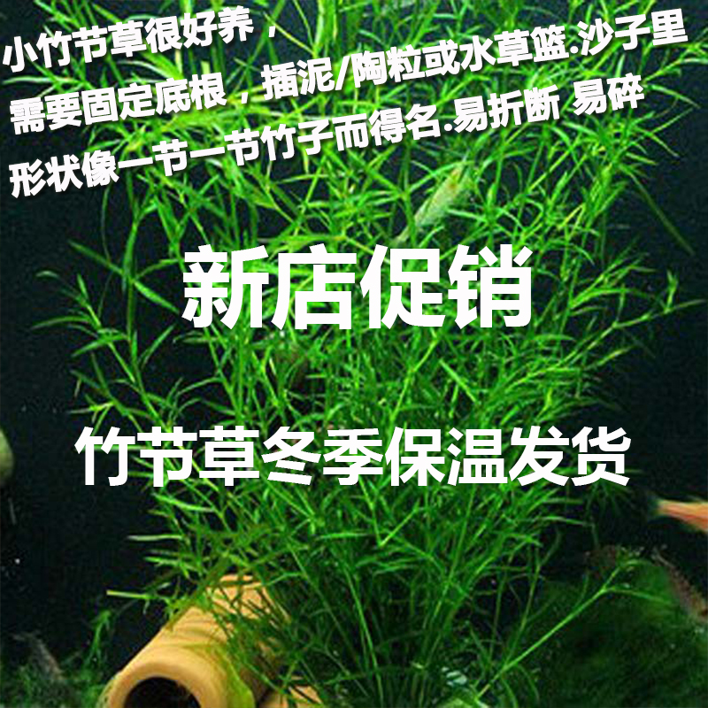 竹节草鱼缸水族水草造景鱼虾躲避净化水质金鱼草蜈蚣草满天星阴性