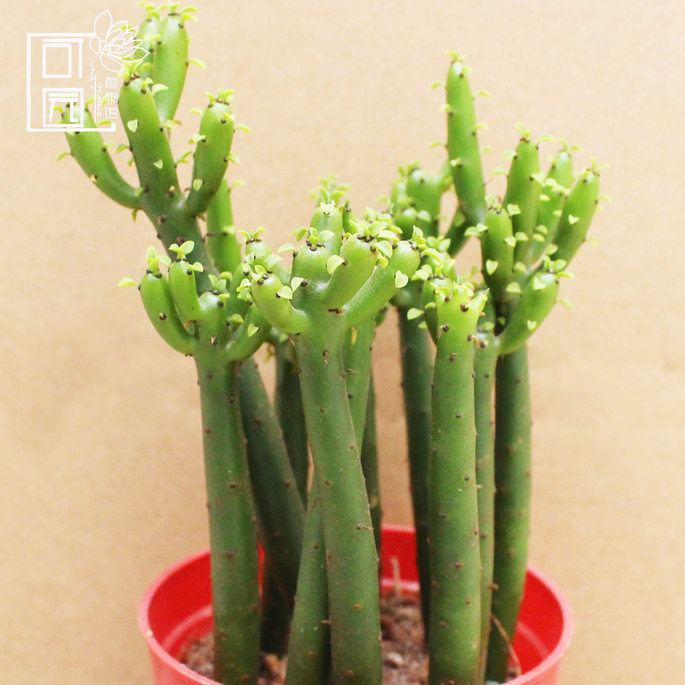 【满9.9元包邮】光棍树一小盆多肉植物【满28.8元随机送两颗】