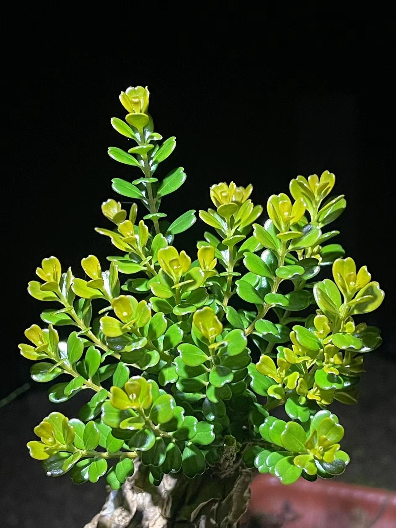 直播间盆景（一物一拍）高端植物